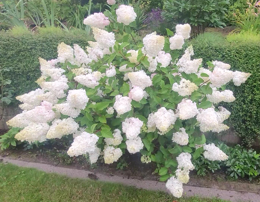 Garten Pflanzen Hortensie